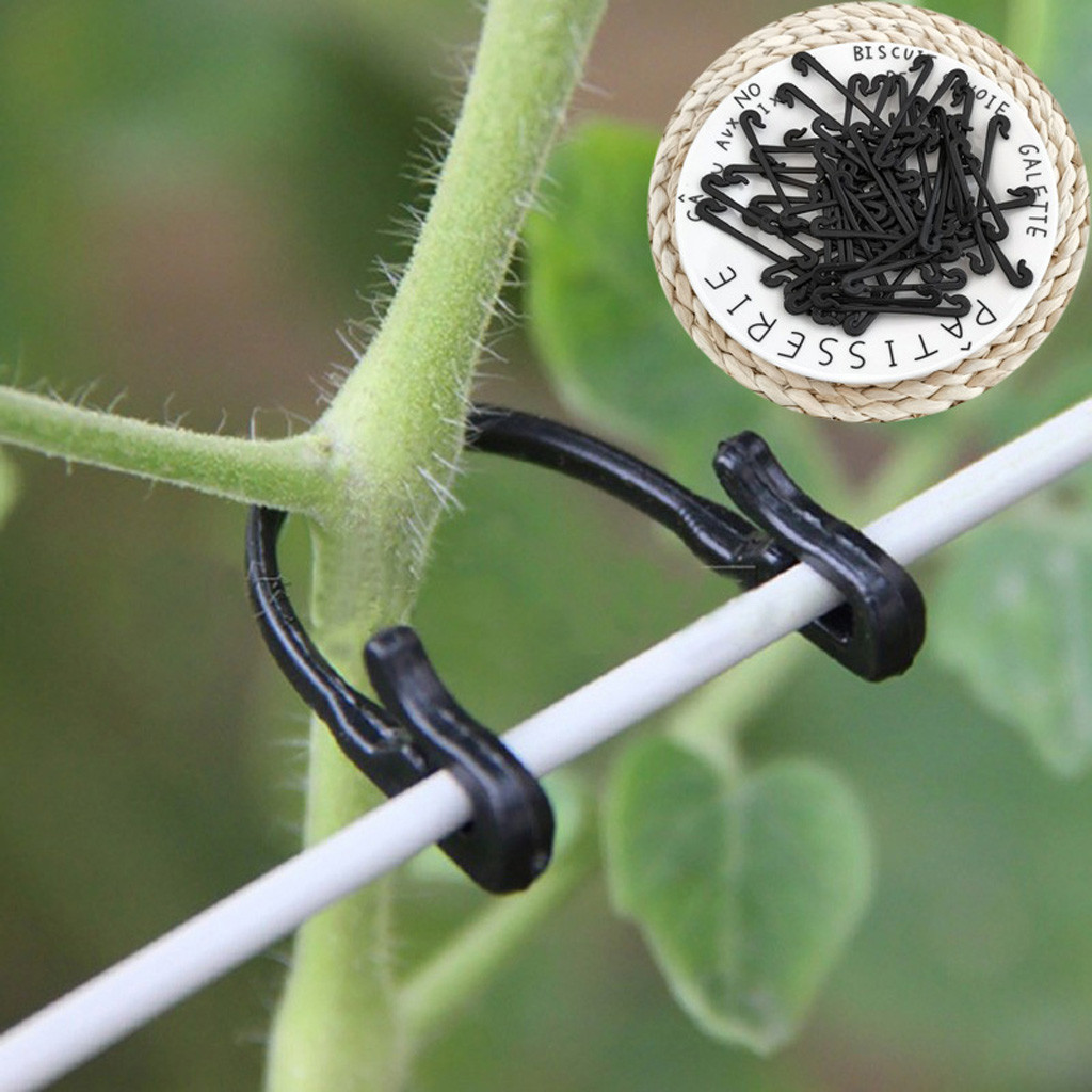 Plant Parenting - Vines Tied Buckles Fixed Strapping Clips