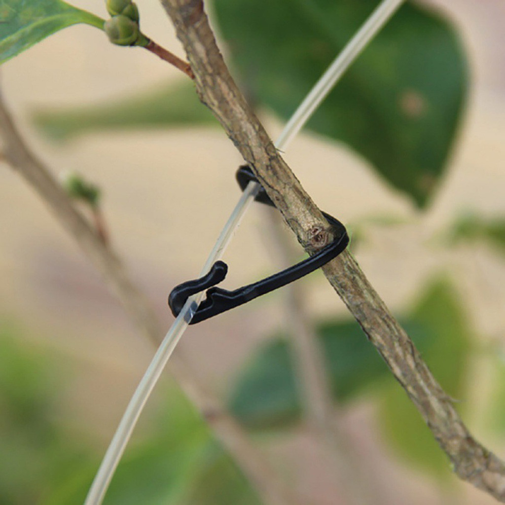 Vines Tied Buckles Fixed Strap - Plant Parenting บทวิจารณ์และราคา