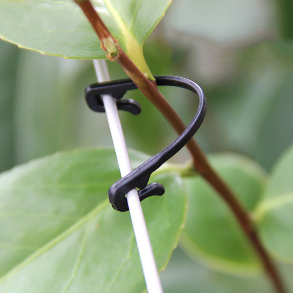 Vines Tied Buckles Fixed Strap - Plant Parenting บทวิจารณ์และราคา