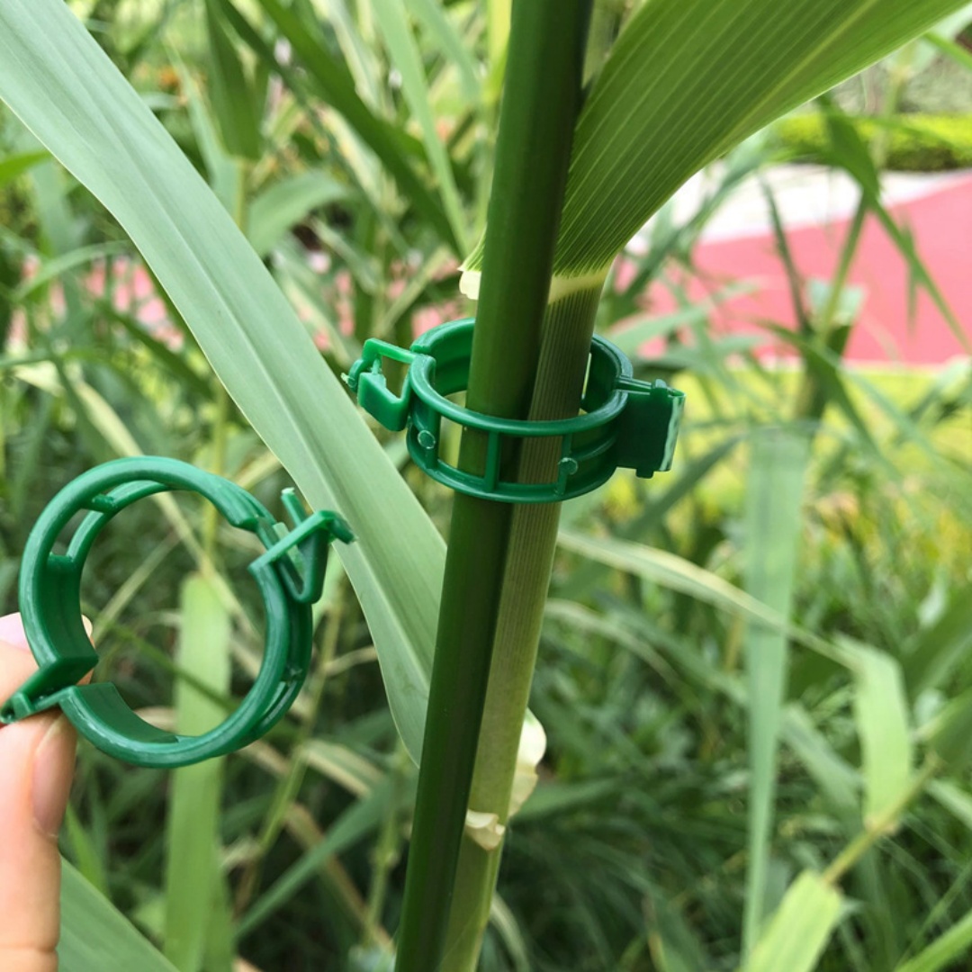 100/200Pcs Reusable Plant Supp - Plant Parenting บทวิจารณ์และราคา