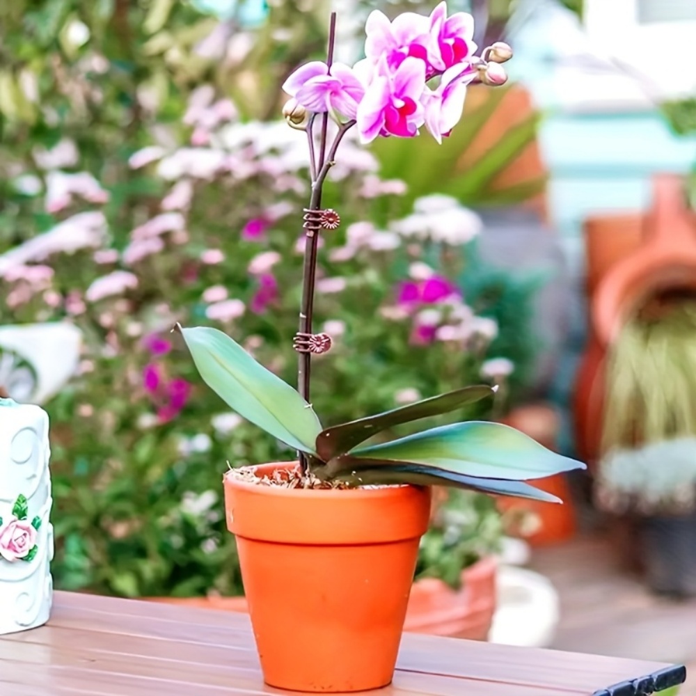 100 Pieces of Orchid and Vine  - Plant Parenting บทวิจารณ์และราคา